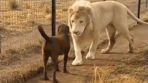 Lion and Dog Handshake