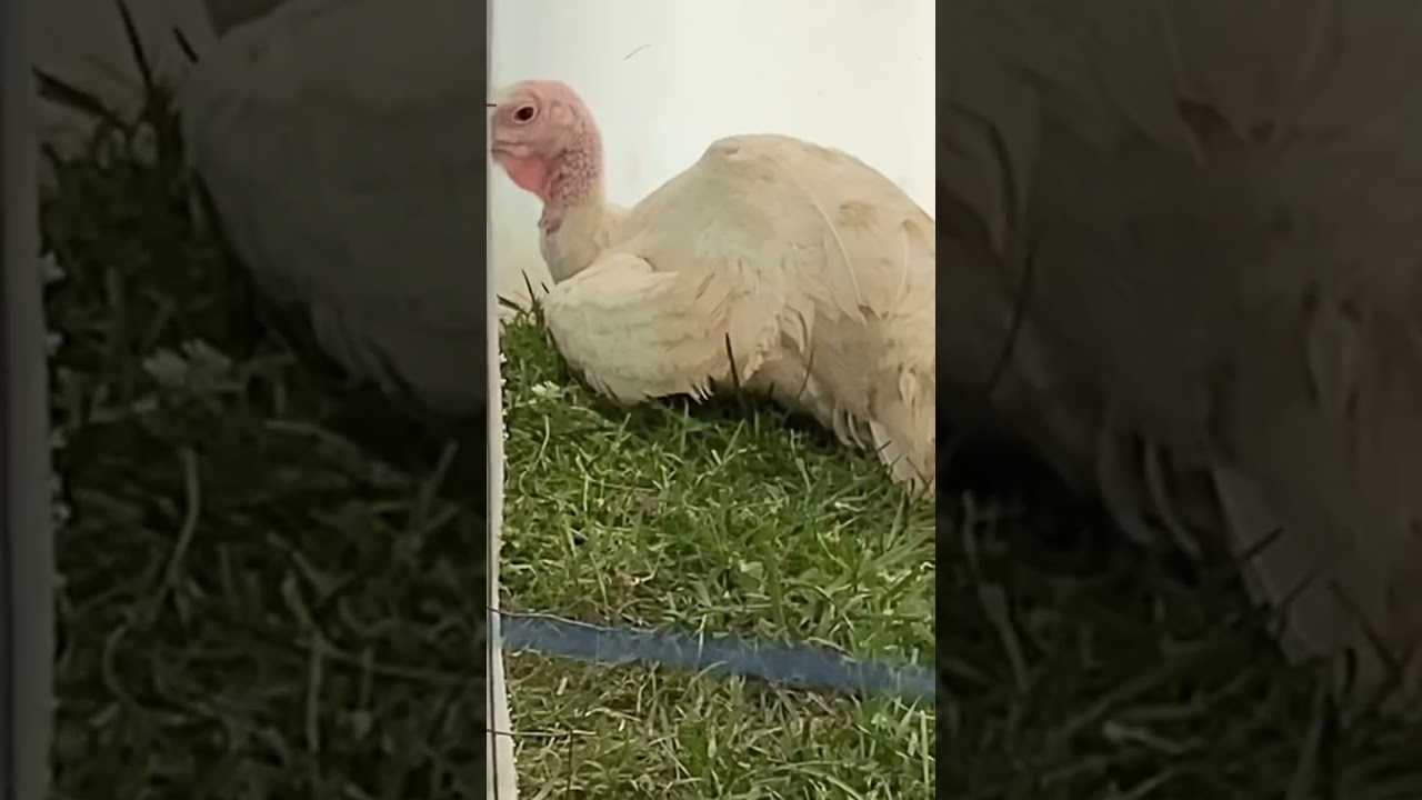 Turkey salesman wakes up sleepy bird. 