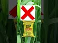 Best time to use sprey in Wheat 🌾🌾 #reels #farming #wheat #trendingshorts #agriculture #wheatvariety