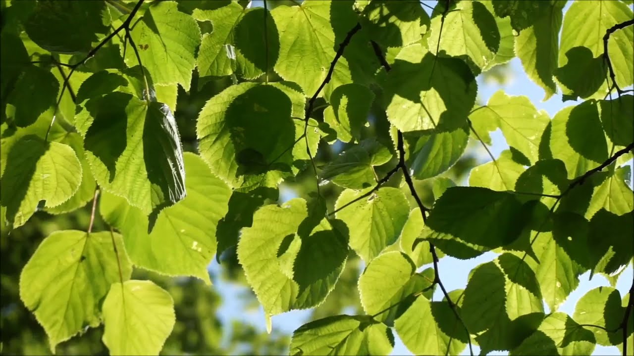 piano dreams, Beautiful music to relax, meditate, yoga, study, chill, sleep therapy.