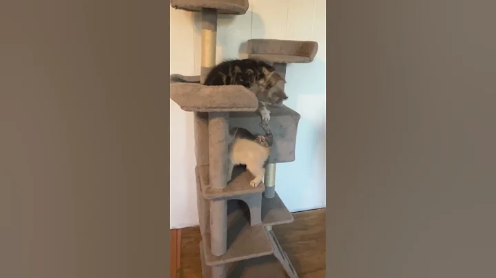 Video 10288261: highland lynx kitten, highland lynx cat