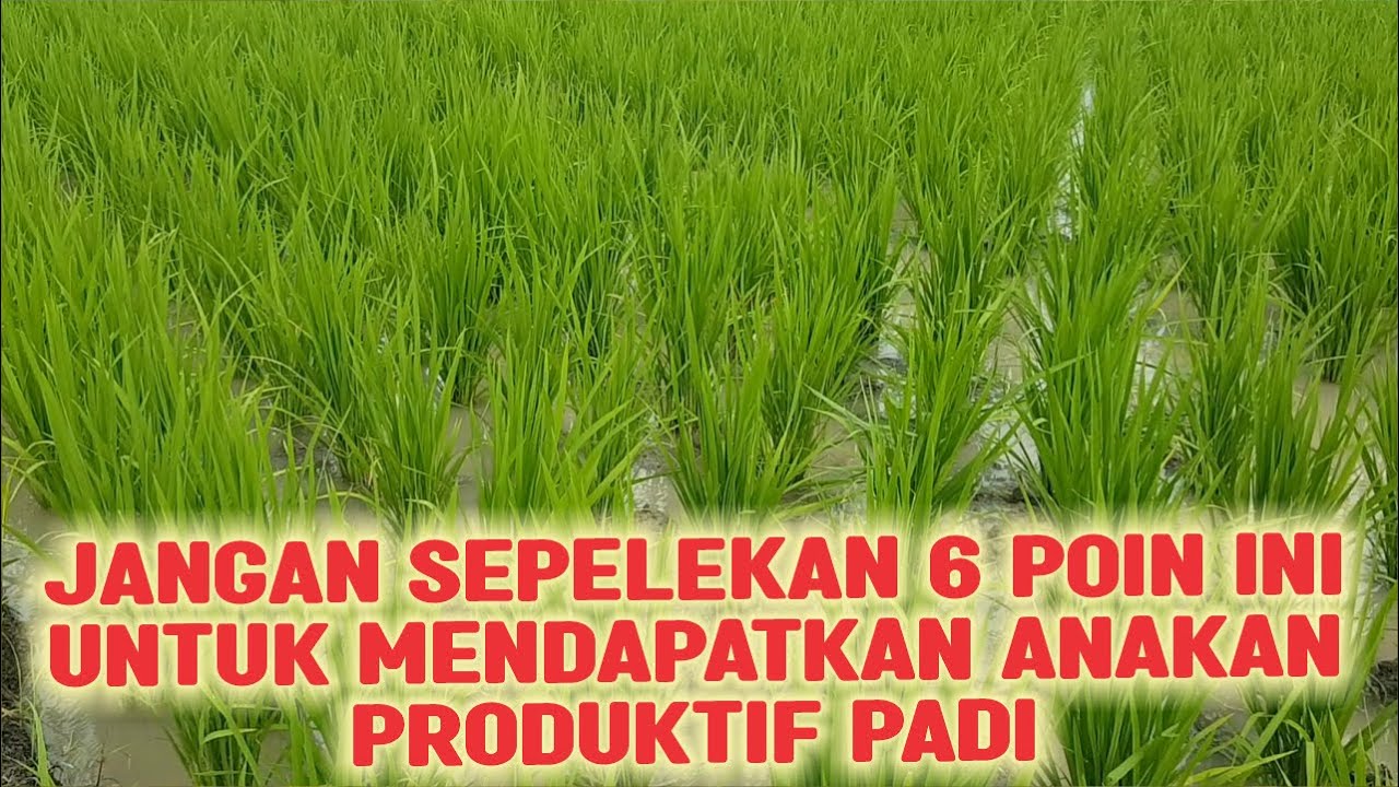JANGAN SEPELEKAN 6 POIN INI UNTUK MENDAPATKAN ANAKAN PRODUKTIF PADI