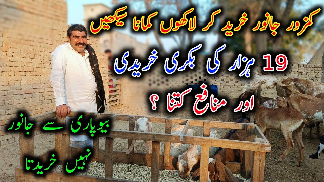 Earn By Buying Weak Animals - Chishtian Goat Farm - Goat Farming Buisness