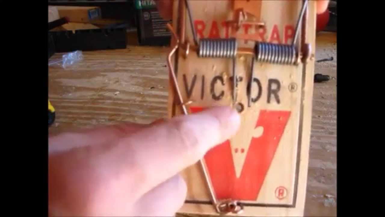 How to Make a Squirrel Trap YouTube