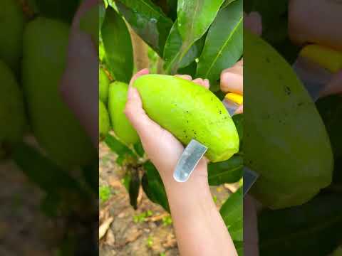 Pick young mangoes and enjoy them right off the tree