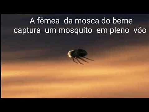 Vídeo: Criação de moscas: órgãos reprodutores, postura de ovos, desenvolvimento larval e ciclo de vida