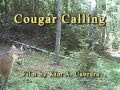 Cougar / Mountain Lion Calling