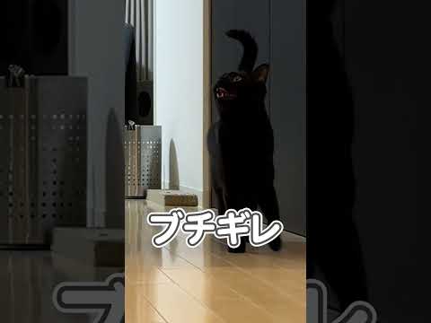 猫に内緒で、そ〜っと隠れてみた結果…
