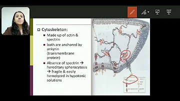 Morphology of Red Blood Cells: