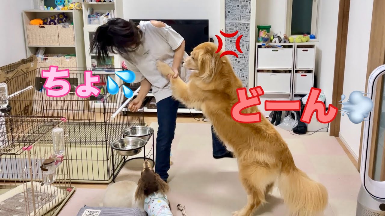 Cookie, a large dog, gets angry at his sister for not giving him a