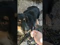 СЕРАЯ И ЕЁ СЫН СЕРАЯ И ЕЁ СЫН