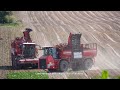100% Holmer / Rübenernte - Harvesting Beets  2020  pt2