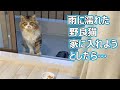 雨でびしょ濡れな野良猫を家に入れようとしたら大変な事に…⁉