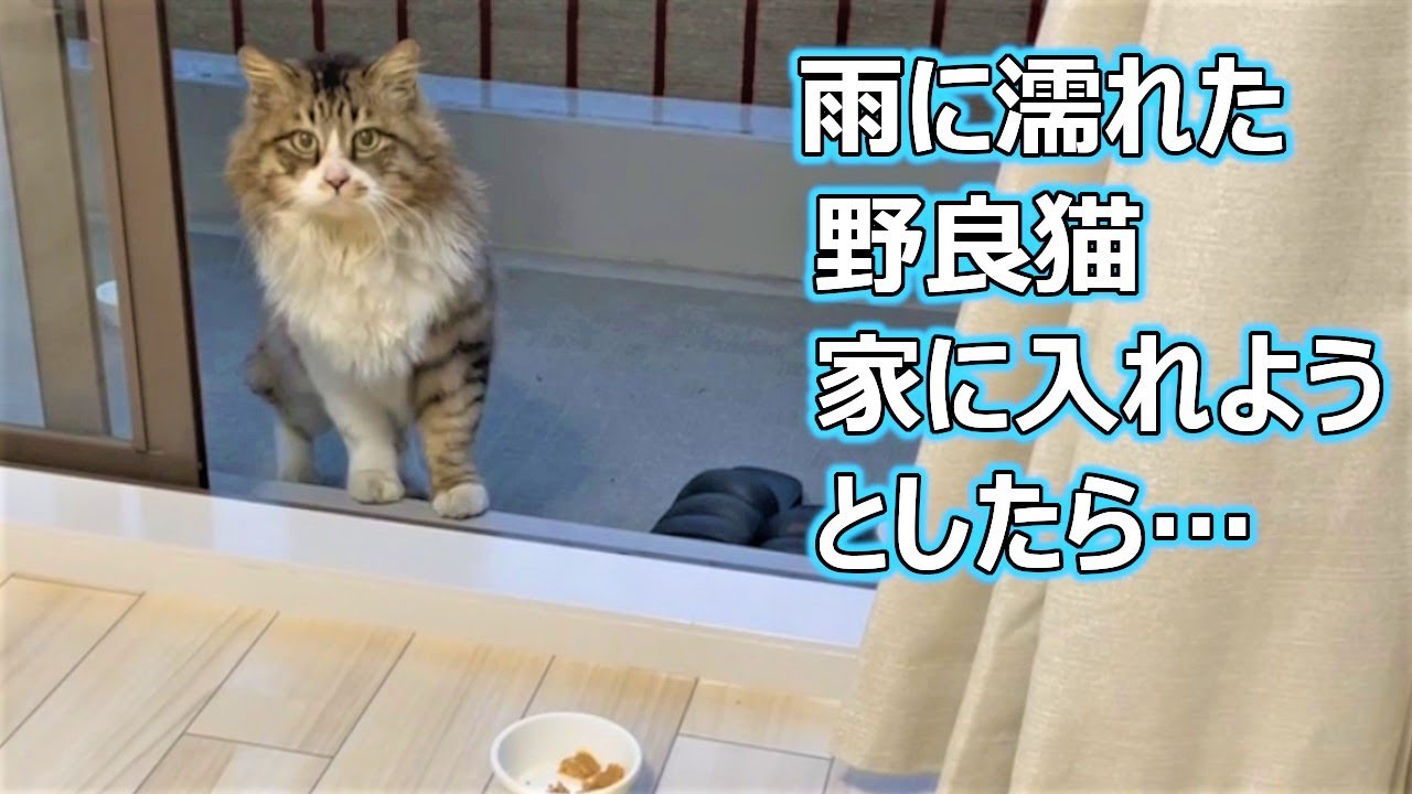 雨でびしょ濡れな野良猫を家に入れようとしたら大変な事に Youtube 雨でびしょ濡れな野良猫を家に入れようとしたら大変な事に Youtube