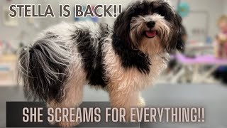 SCREAMING PUP IS BACK!! TRYING FOR A FULL HAIRCUT!