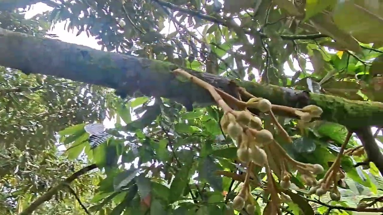 Pemupukan durian saat berbunga Menggunakan Pupuk DGW