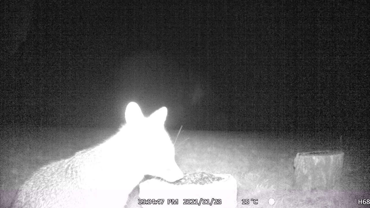 Fox on Night Vision Camera!