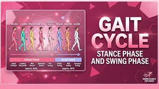 Gait Cycle Phases Explained Stance Phase, Swing Phase Parameters
