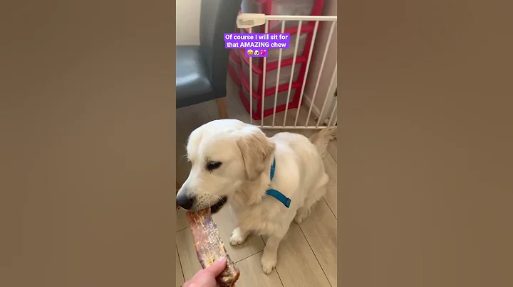 Oakley Loves a Chew 🐶🤩💖 #shorts #dog #goldenretriever #doglover #cutedog #pets #dogshorts #aww