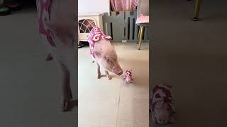 ぴーちゃん2号🐷🩷 - YouTube