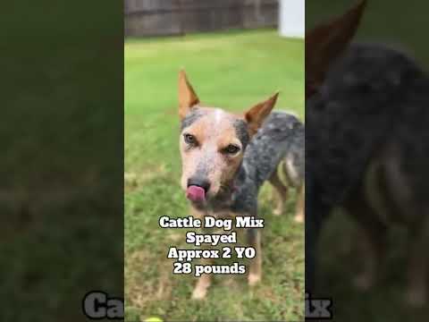 Conway Animal Shelter
