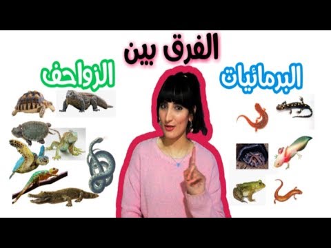 فيديو: من الذي تشترك فيه جميع البرمائيات؟