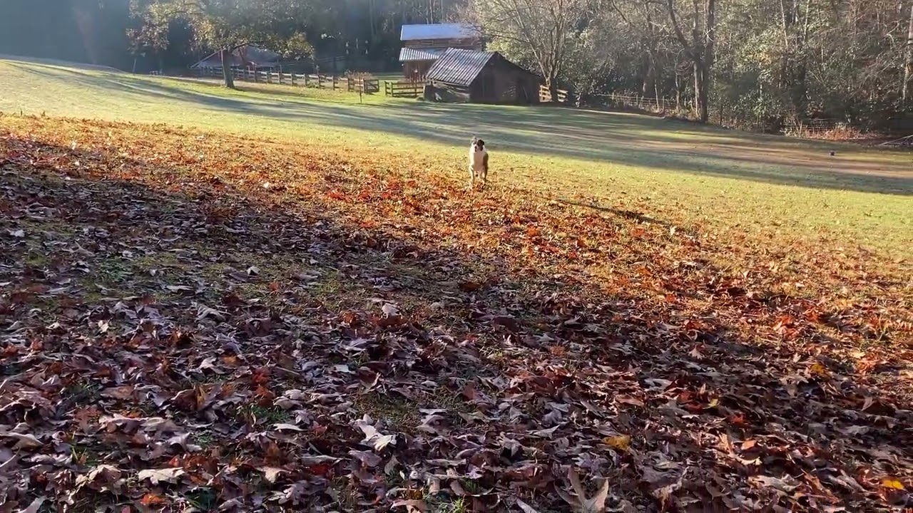 A Rocket Recall - the result of Rocket Recall training