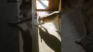 10-28-2022 Chemo Pill Day. Dose Of Laverdia. Feeling Great