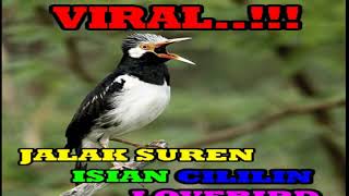 MASTERAN JALAK SUREN SUARA ASLI DAN ISIAN CILILIN & LOVEBIRD