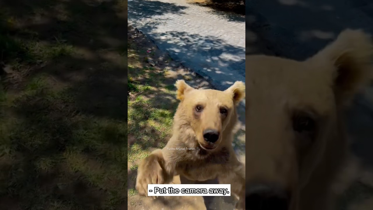 Неожиданное появление медведя 🐻 Замечено в самый подходящий момент! 