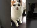 また心を閉ざしてしまった猫 #cat #猫 #保護猫 #野良猫
