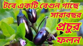 সারাবছর টবে বেগুন চাষ ও পরিচর্যা / কিভাবে টবে বেগুন গাছে প্রচুর ফলন আনবেন/How To care Brinjals plant