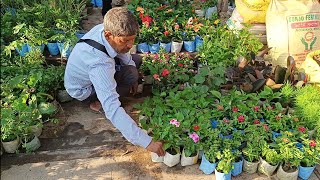 Galiff Street Plants Market In Kolkata | Most Popular Pet Market by Bangla No. 1 678 views 1 month ago 3 minutes, 38 seconds