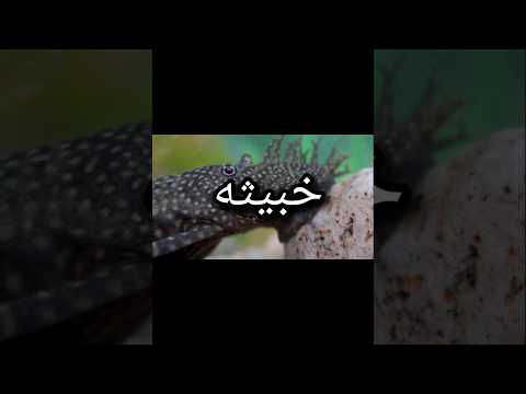 ليه سمكه الزبال بليكوستوماس خبيثه أسماك الزينة سمك تربية الأسماك  حوض سمك