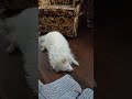 YDM: Dog cuteness. Milo nosing about. #short #americaneskimodog #rescuedog