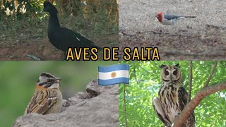 AVES DE SALTA: Conócelas