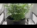 Cannabis Basics: Understanding Cannabis Strains