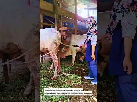 This Simple Injection Keeps Cattle Healthy &amp; Productive #animals#animalcare#farmlife #shortsfeed