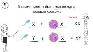 Хромосмы. Виды хромосом и их строение