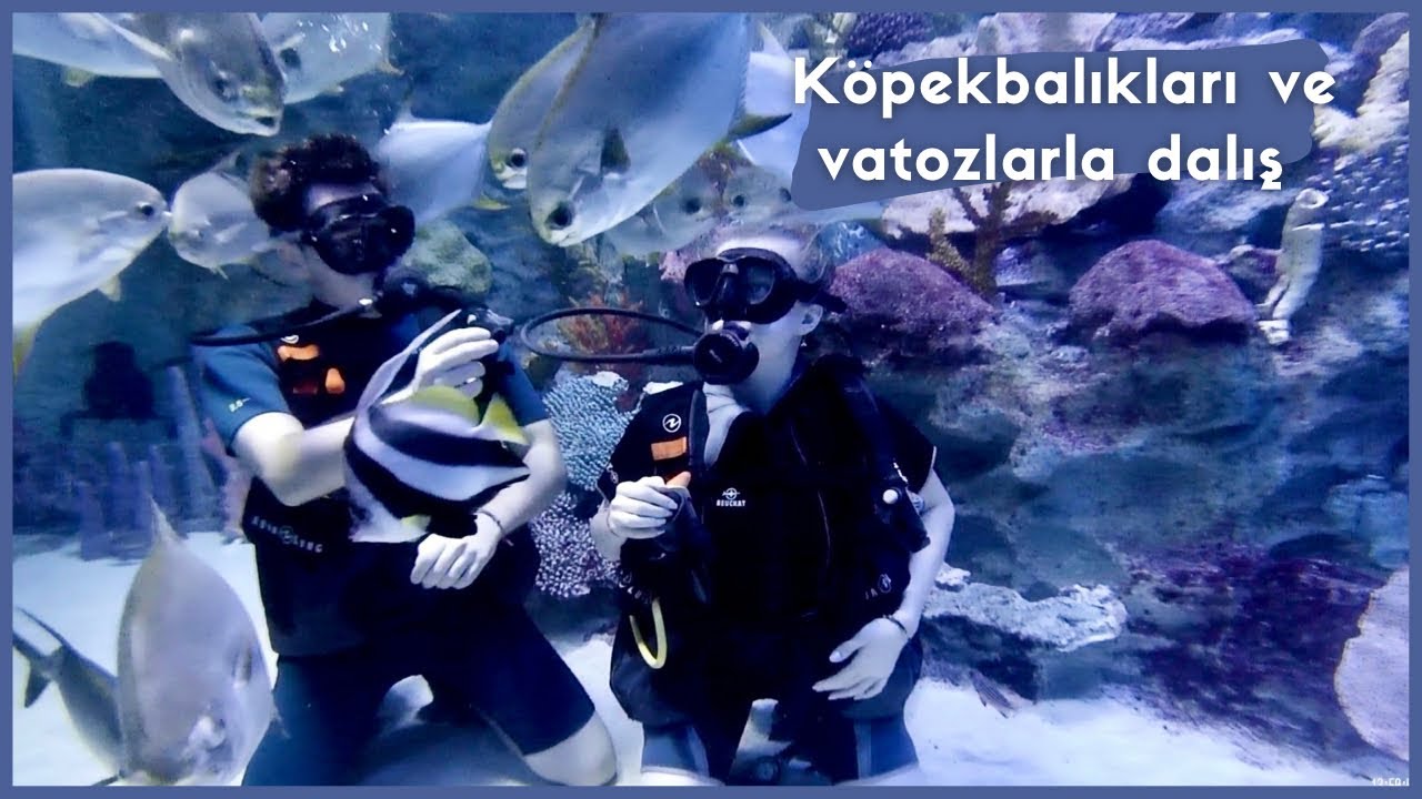 KÖPEKBALIKLARININ YANINA DALDIK !! | Emaar Akvaryum'da dalış