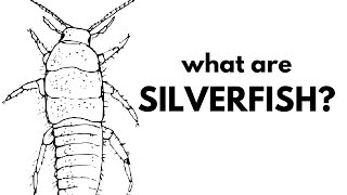 What Are Silverfish?