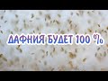 СТОПРОЦЕНТНЫЙ МЕТОД РАЗВЕДЕНИЯ ДАФНИИ