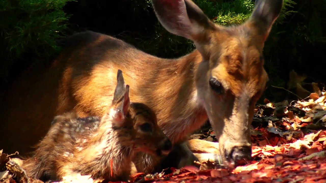 Deer Birth Long Version YouTube