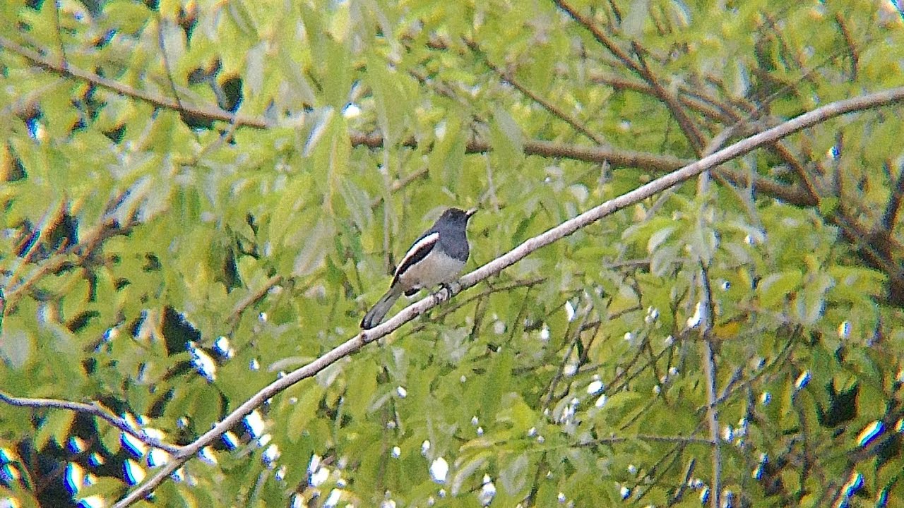 Sigacor yang sudah mulai beraksi #kacer