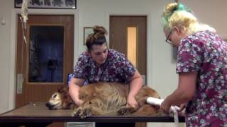 Task 49 Nursing