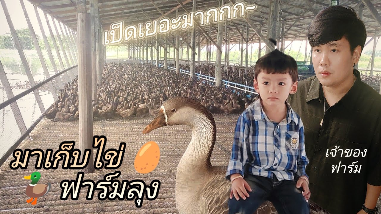 มาเก็บไข่ที่ฟาร์ม ไข่เป็ด เล้าเป็ด ฟาร์มเป็ด สุพรรณบุรี ไข่สดๆ เป็ดเยอะมาก !! | การัณย์