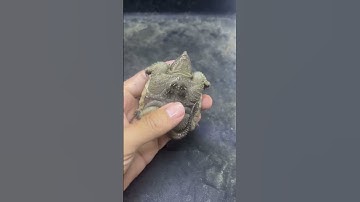 Rùa common mai vàng size 6-7cm