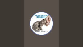 Раздаю котят в переходе.📍*СБЕРБАНК*   4276 3500 1341 5698 на Наталью  Е привязан +79192547760