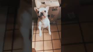 French Bull Dog does a funny dance