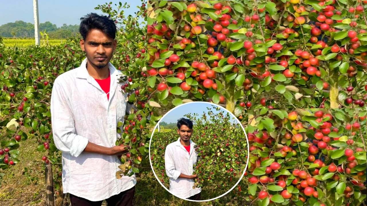 Miss India Apple Ber Fruit Vlog Video 📸 Fresh Red Apple Ber Farming Vlog or video 